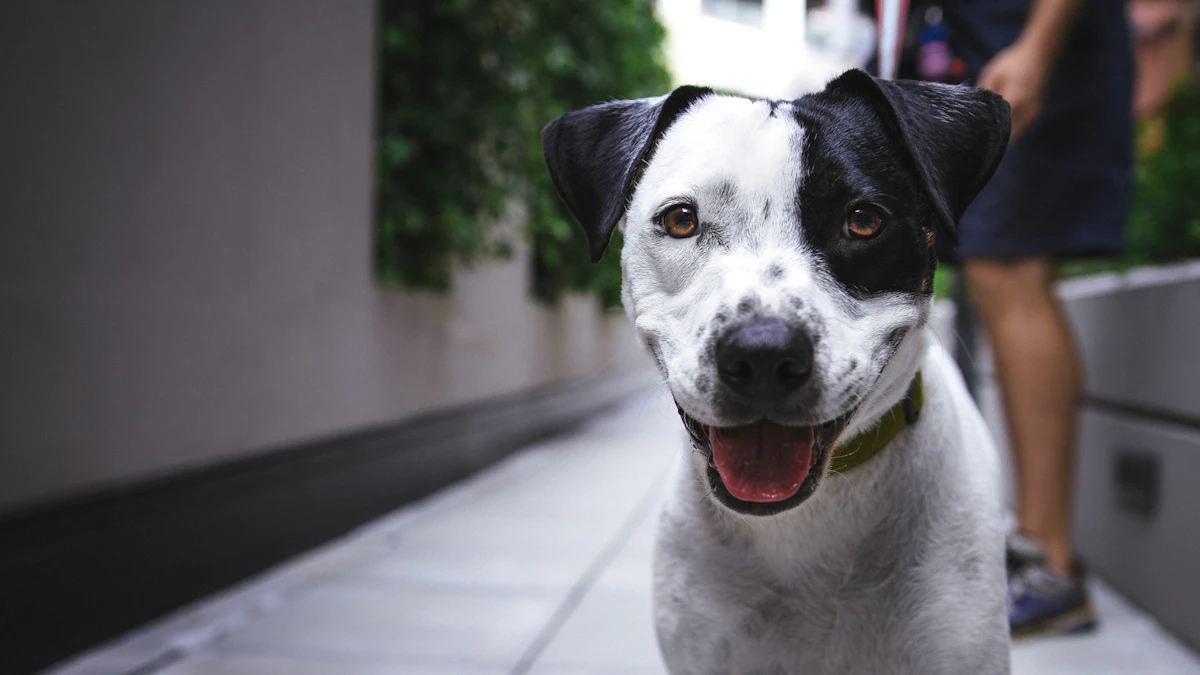 Dog-Friendly Bengaluru: Parks, Cafés & Tips for Pet Parents