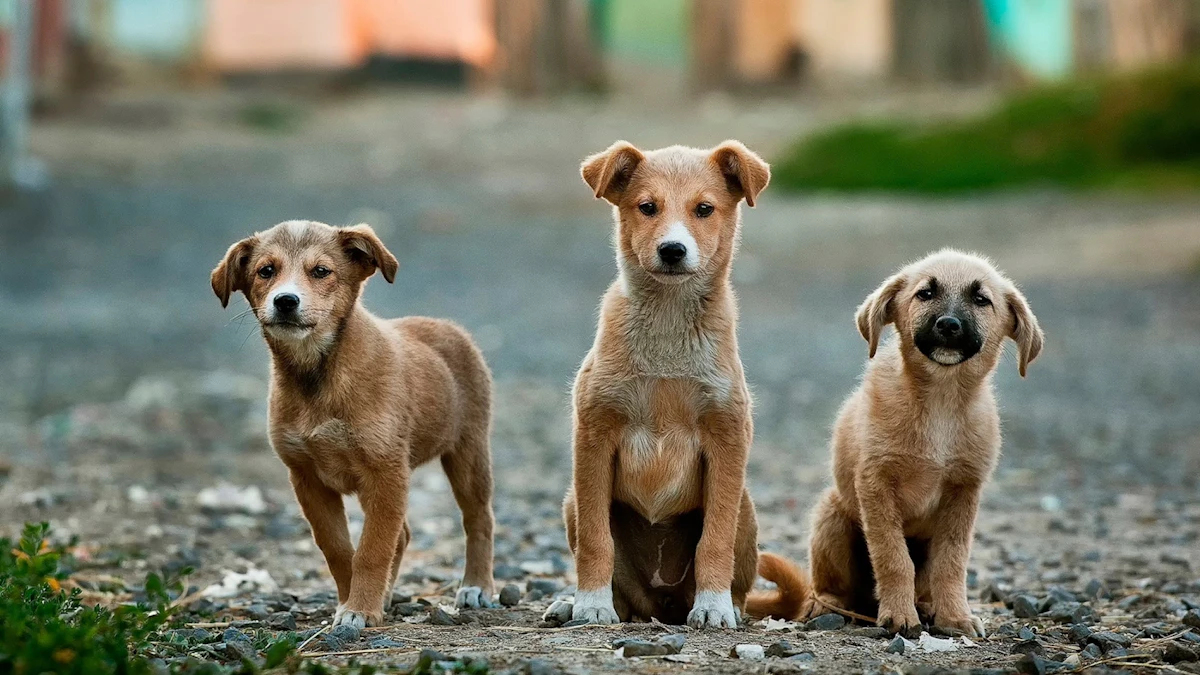 Monsoon Pet Care Guide for Indian Dogs & Cats