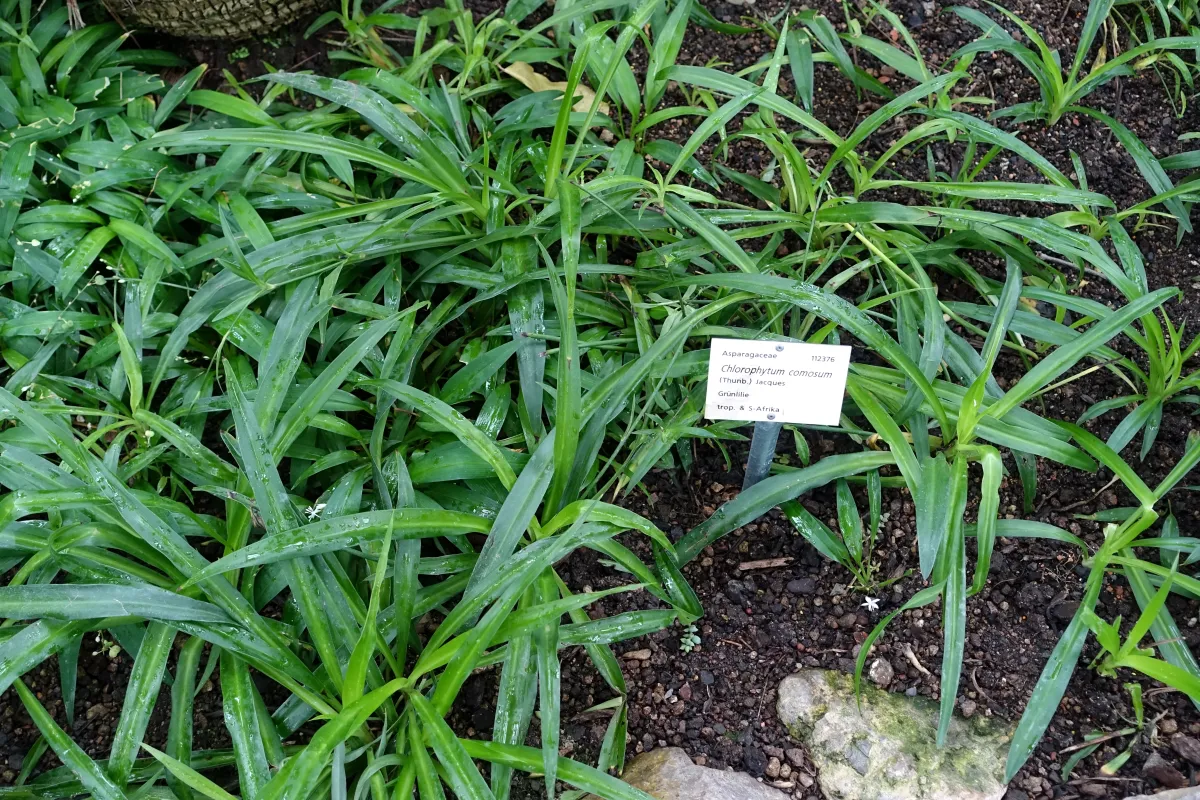 A spider plant growing in a botanical garden