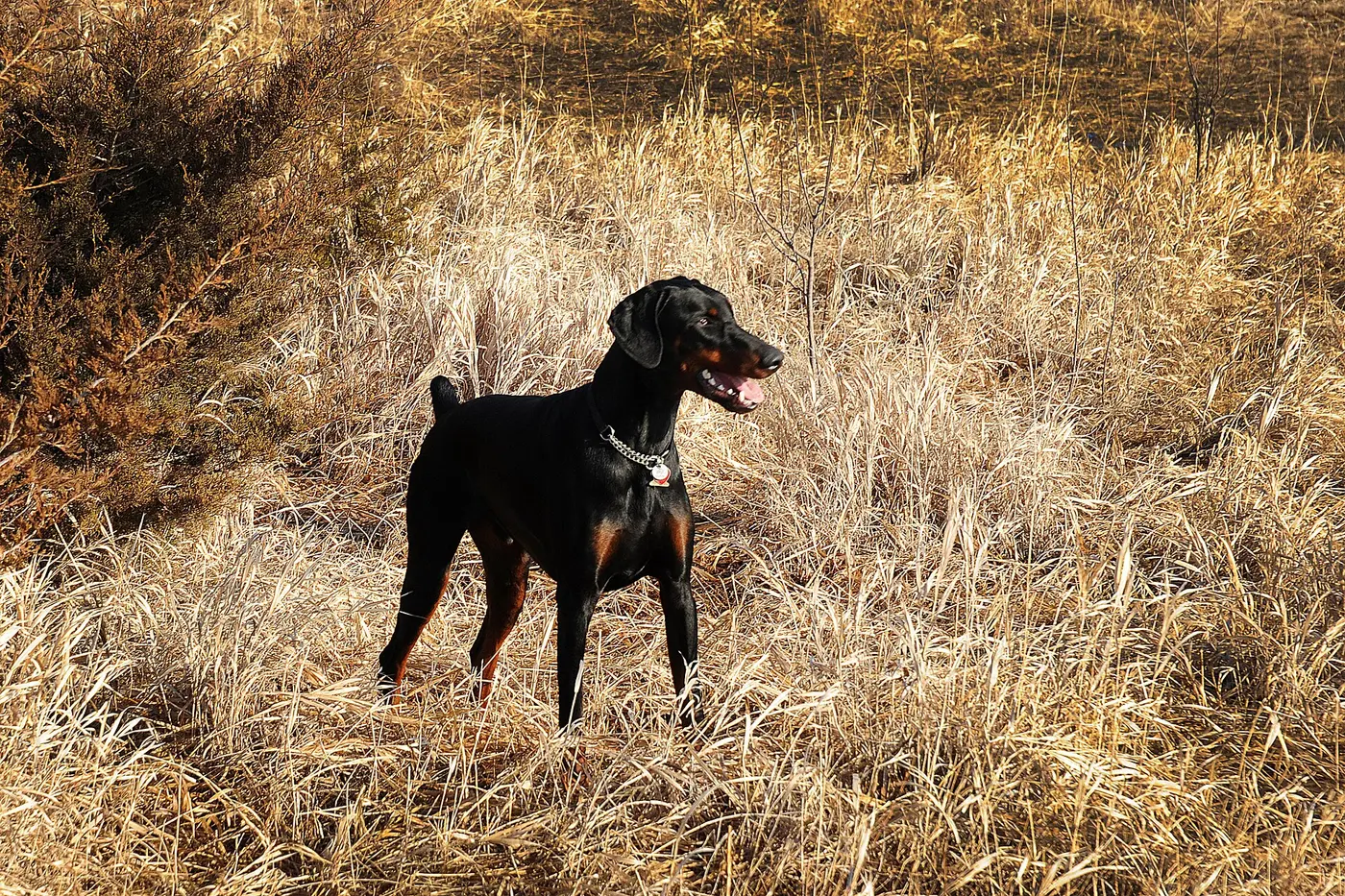 How Often Should You Check Your Dog for Ticks After a Park Visit?