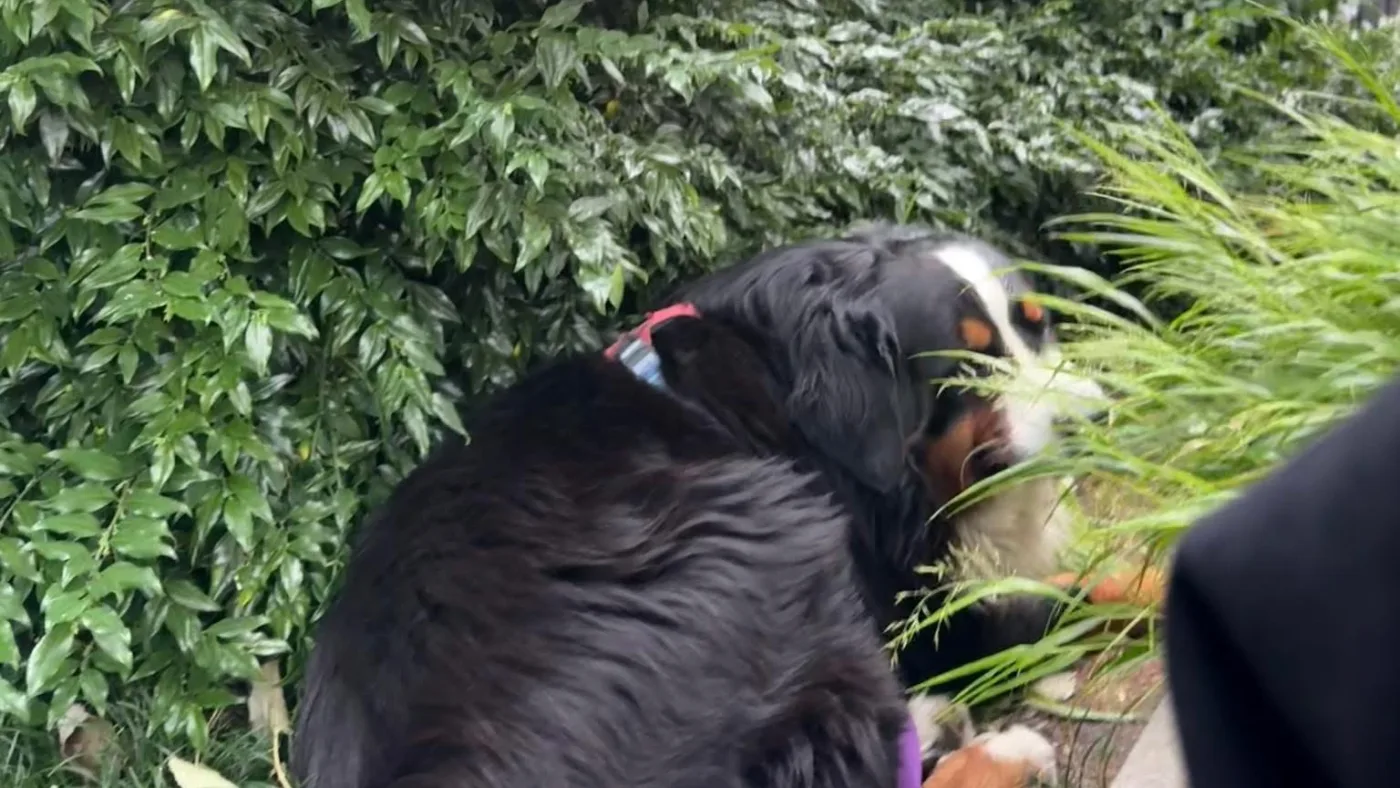 A Bernese Mountain Dog chewing grass
