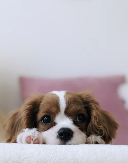 A curious beagle outdoors