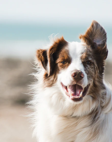 A happy golden-coated dog outdoors