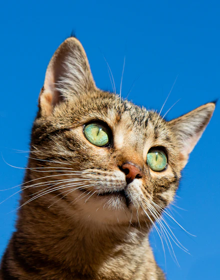 A grey cat gazing
