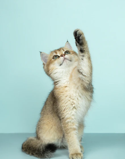 A playful kitten