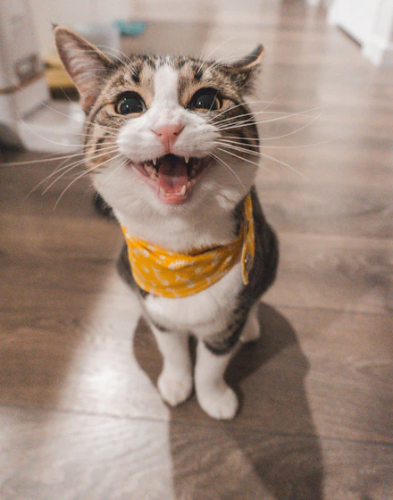 A tabby cat lounging