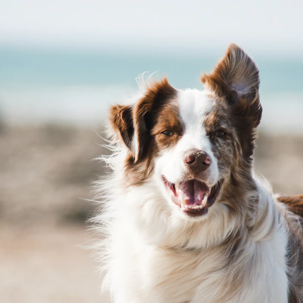 A happy dog waiting to play